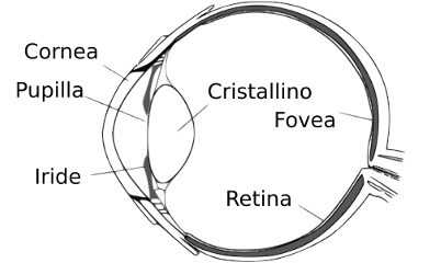 Struttura occhio